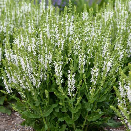'White Profusion' Perennial Salvia (Salvia nemorosa)