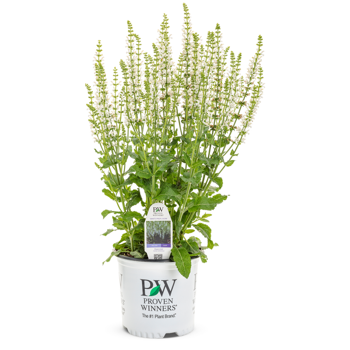 Perennial Salvia | 'White Profusion' | Proven Winners® Perennials