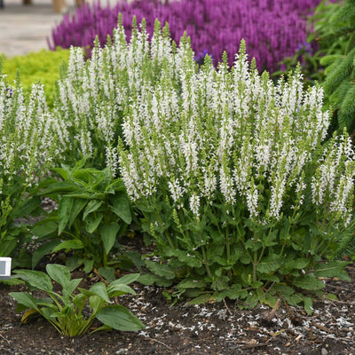 'White Profusion' Perennial Salvia (Salvia nemorosa)