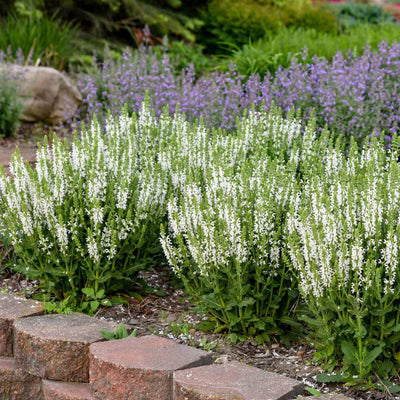 'White Profusion' Perennial Salvia (Salvia nemorosa)