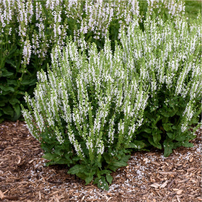 'White Profusion' Perennial Salvia (Salvia nemorosa)