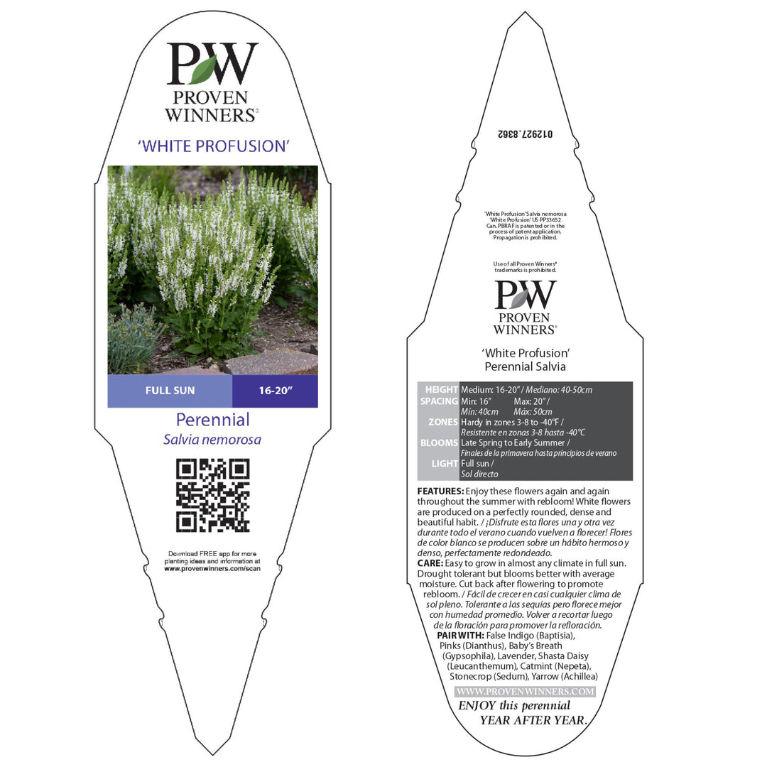 Perennial Salvia | 'White Profusion' | Proven Winners® Perennials