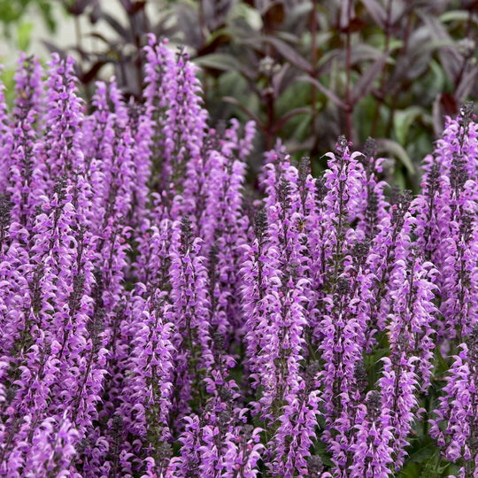 Color Spires® 'Back to the Fuchsia' Perennial Salvia