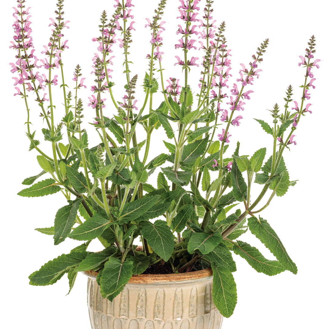 Perennial Salvia | Color Spires® 'Back to the Fuchsia' | Proven