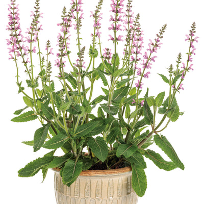 Color Spires® 'Back to the Fuchsia' Perennial Salvia (Salvia hybrid)