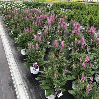 Color Spires 'Back to the Fuchsia' Perennial Salvia in use.