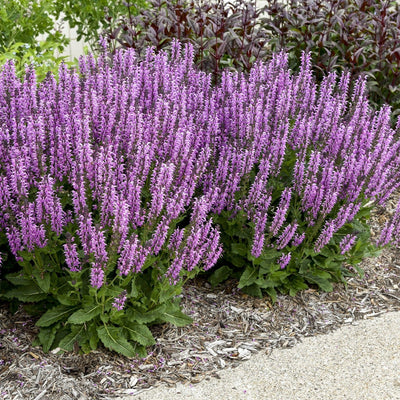 Color Spires 'Back to the Fuchsia' Perennial Salvia in use.