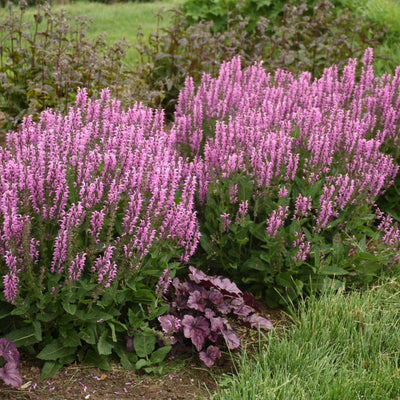 Color Spires 'Back to the Fuchsia' Perennial Salvia in use.