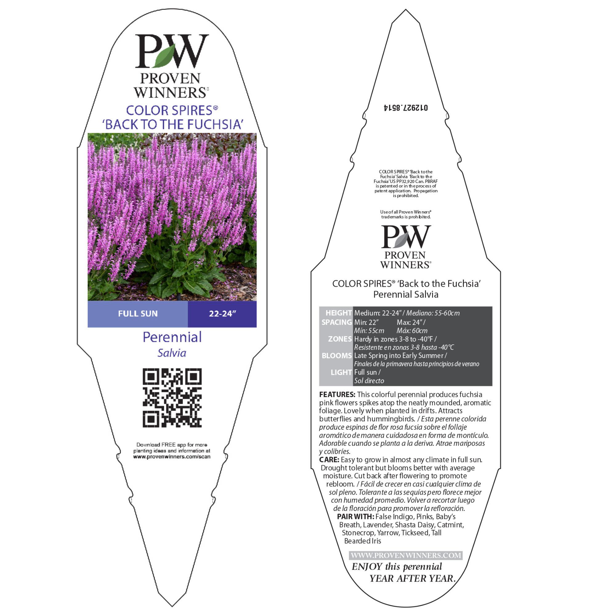 Perennial Salvia | Color Spires® 'Back to the Fuchsia' | Proven