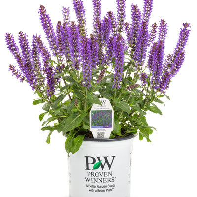 'Violet Profusion' Perennial Salvia (Salvia nemorosa)