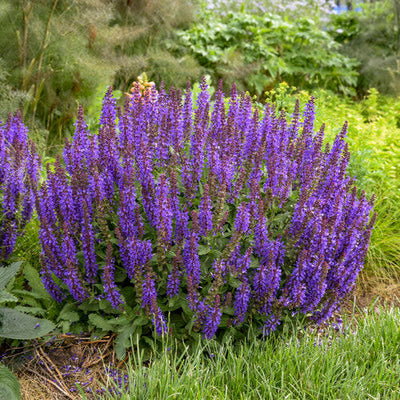 'Violet Profusion' Perennial Salvia in focus.