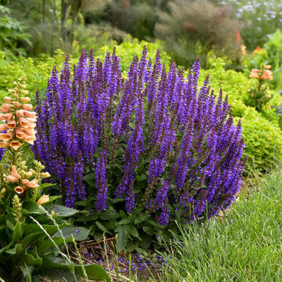 'Violet Profusion' Perennial Salvia in use.