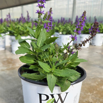 'Violet Profusion' 'Violet Profusion' Perennial Salvia in use.