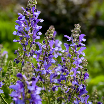 Living Large™ Big Sky Perennial Salvia (Salvia hybrid) | Proven Winners® New Variety 2025