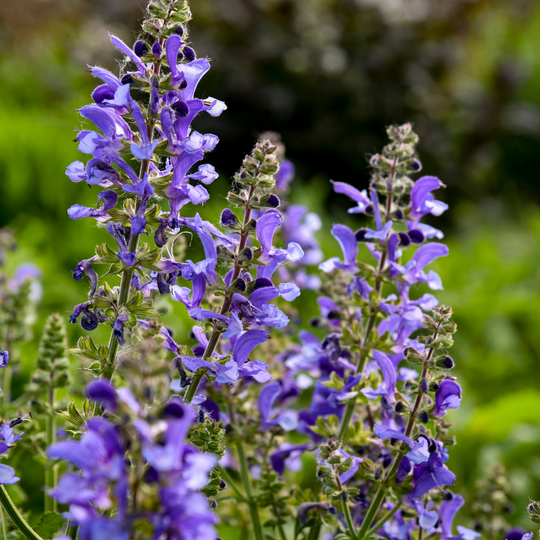 Living Large™ Big Sky Perennial Salvia