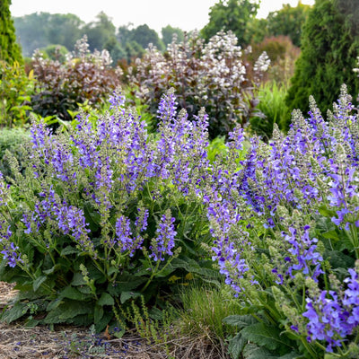 Living Large™ Big Sky Perennial Salvia (Salvia hybrid) - Proven Winners® New Variety 2025!