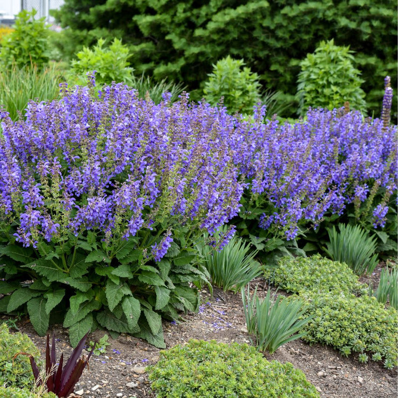 Living Large™ Big Sky Perennial Salvia (Salvia hybrid) | Proven Winners® New Variety 2025