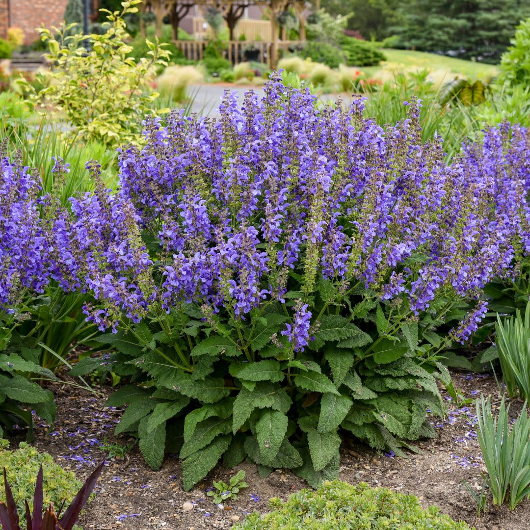 Living Large® Big Sky Perennial Salvia