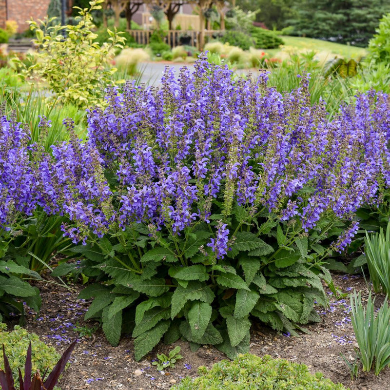 Living Large™ Big Sky Perennial Salvia (Salvia hybrid) | Proven Winners® New Variety 2025