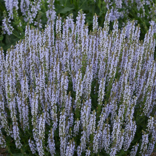 'Perfect Profusion' Perennial Salvia (Salvia nemorosa)