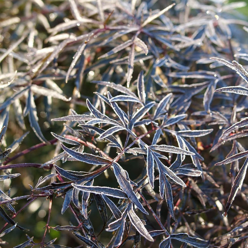 Black Lace® Elderberry (Sambucus)