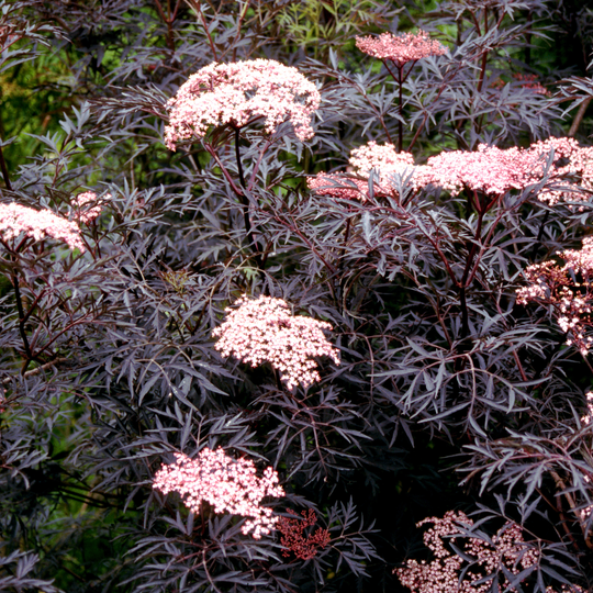 Black Lace® Elderberry (Sambucus)