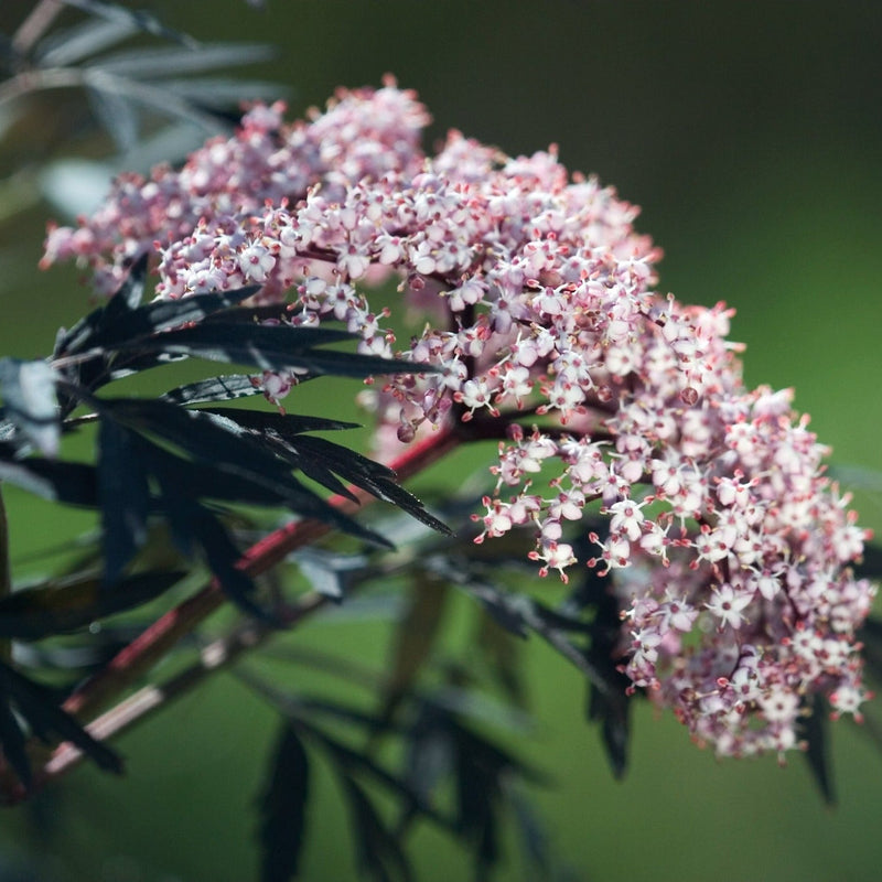 Black Lace Elderberry up close.