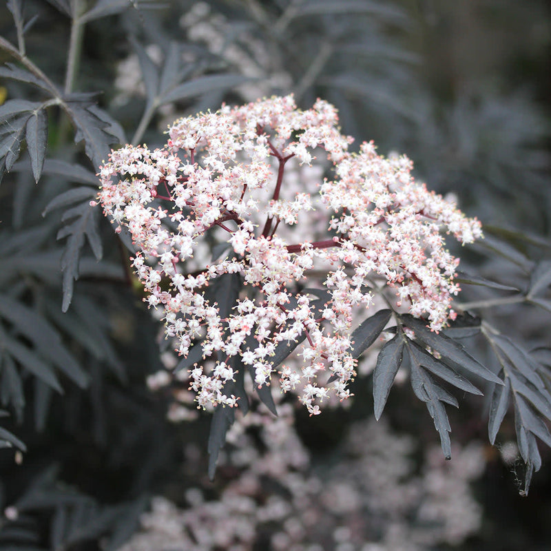 Black Lace Black Lace Elderberry up close.