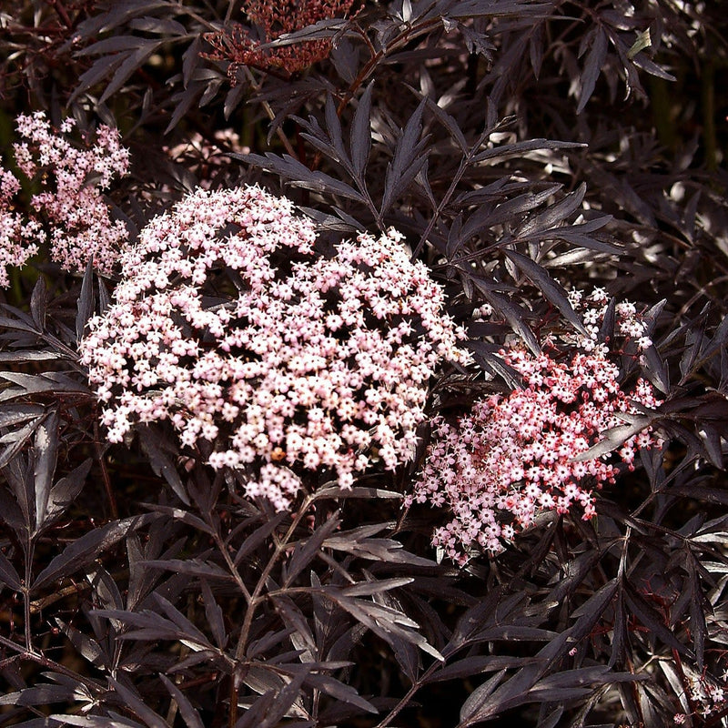 Black Lace Elderberry up close.