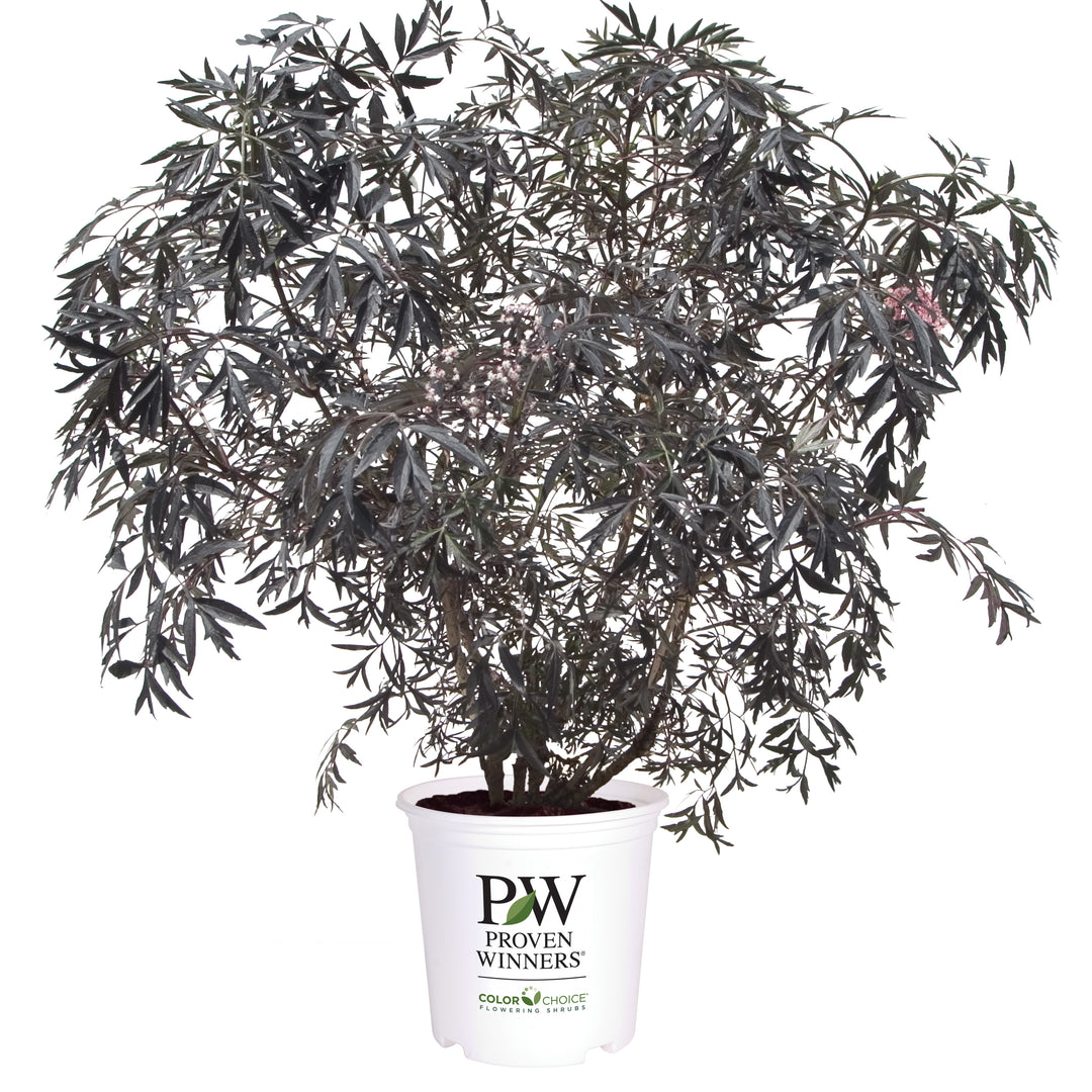 Elderberry | Black Lace
