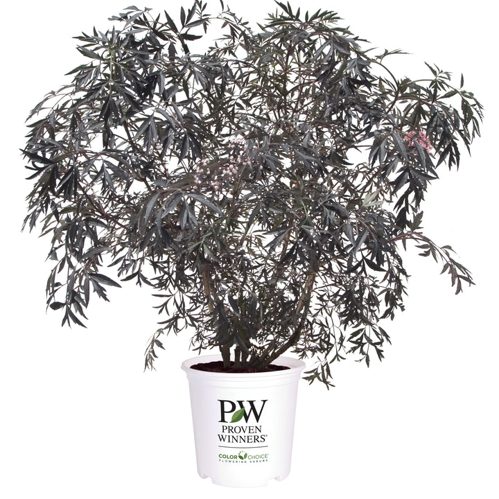 black lace plant in a pot Proven Winners 1 Gal. Black Lace Elderberry (Sambucus) Live Shrub, Pink Flowers