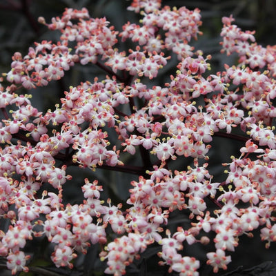 Black Lace Black Lace Elderberry in focus.