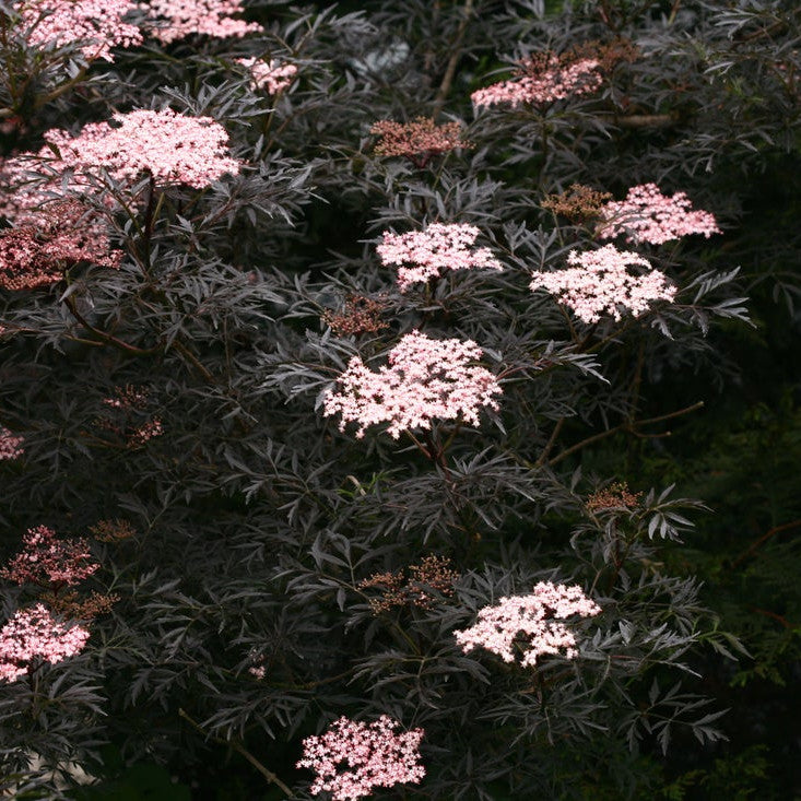 Black Lace Black Lace Elderberry in focus.