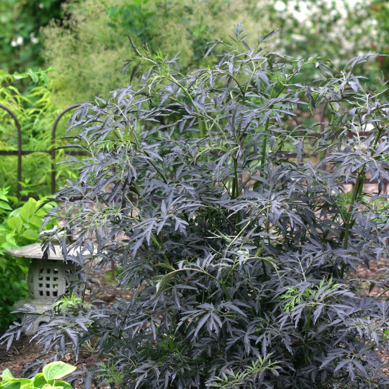 Black Lace® Elderberry (Sambucus)