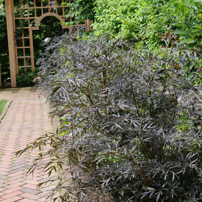 Black Lace® Elderberry (Sambucus)