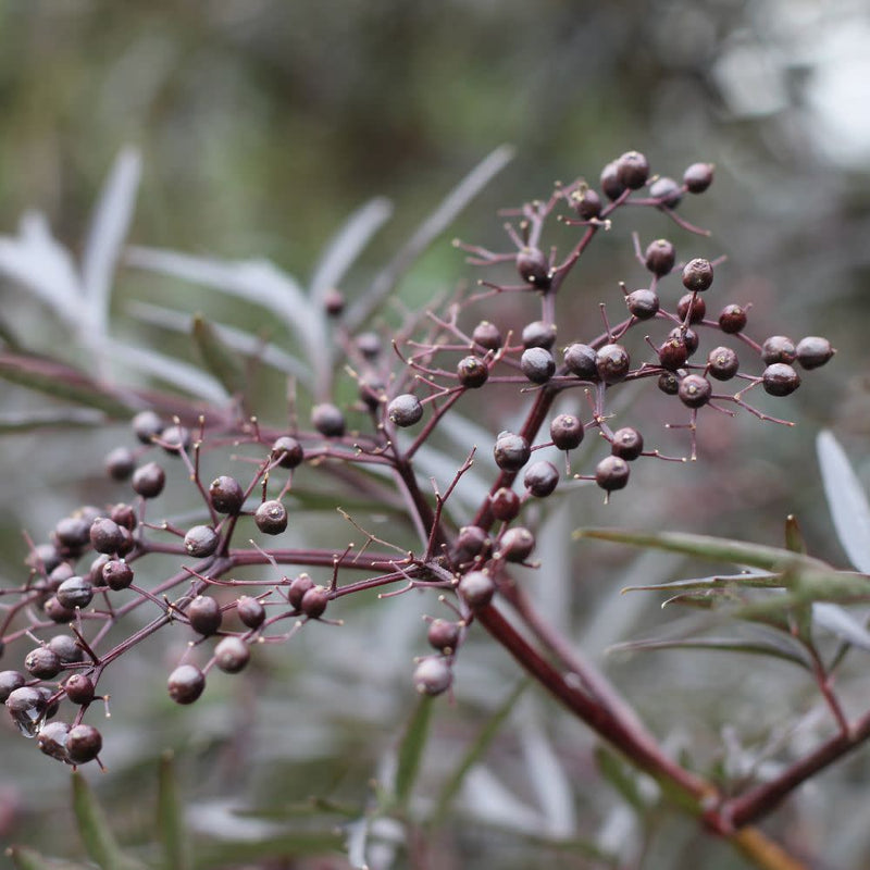 Black Lace® Elderberry (Sambucus)