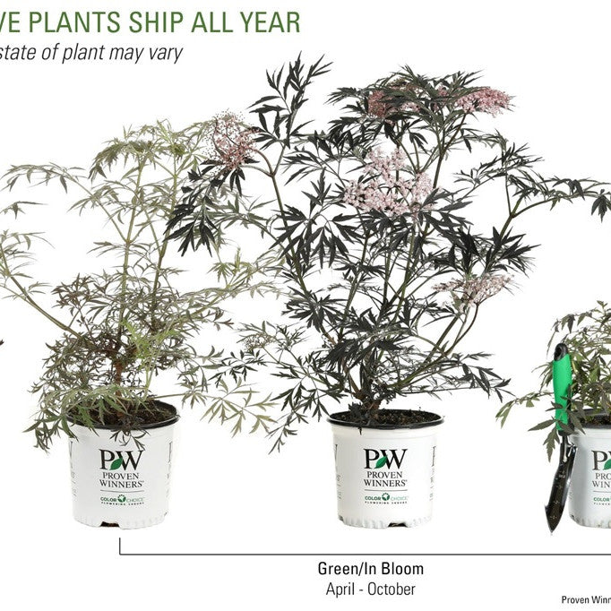 Proven Winners 1 Gal. Black Lace Elderberry (Sambucus) Live Shrub, Pink Flowers