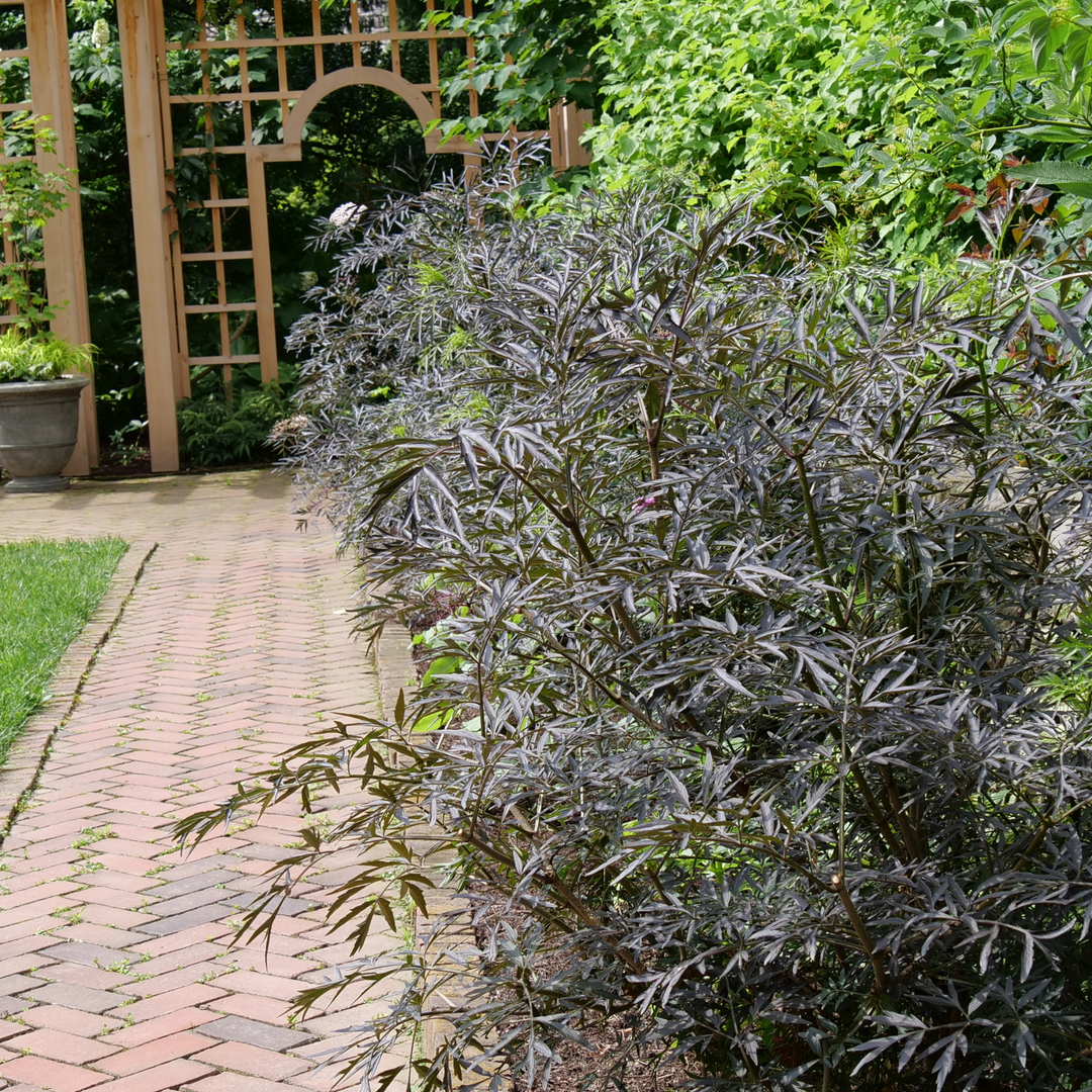 black lace plant in a pot Elderberry | Black Lace®