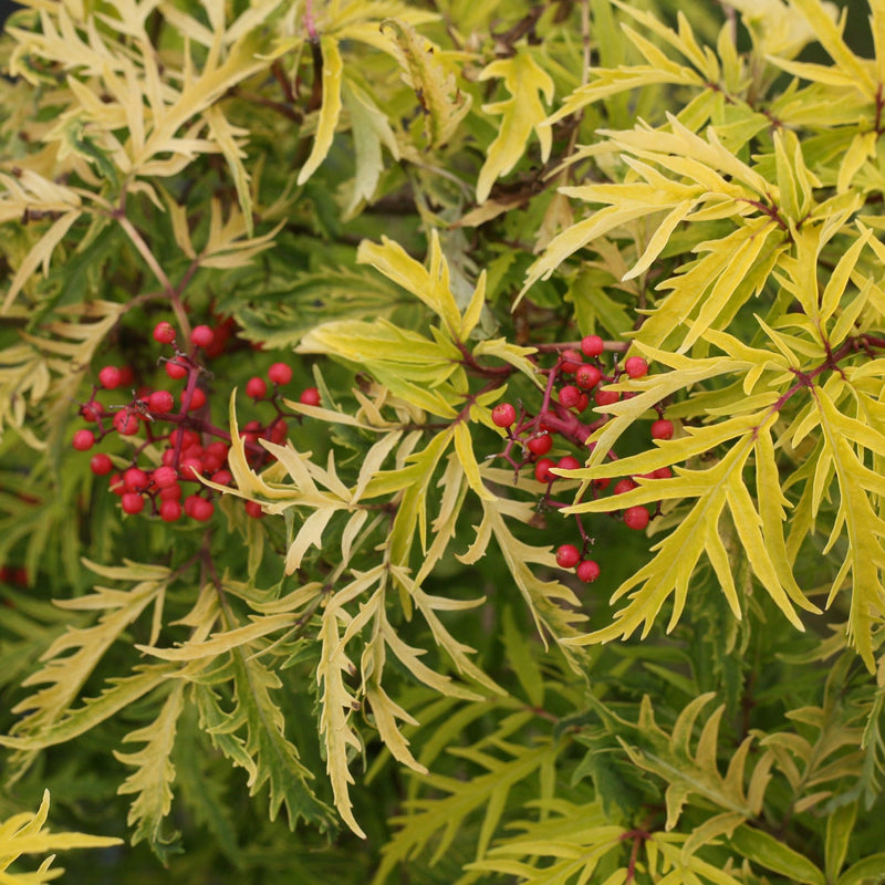 Lemony Lace Elderberry up close.