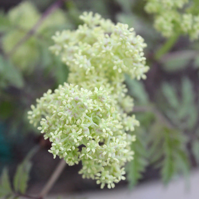 Lemony Lace Lemony Lace Elderberry up close.