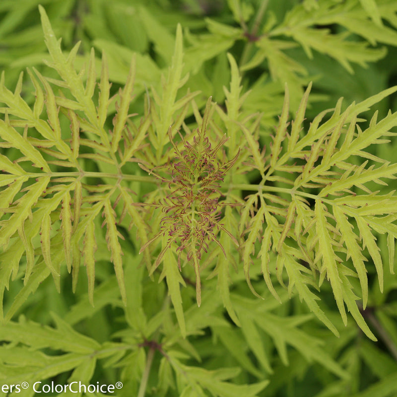 Lemony Lace Elderberry up close.