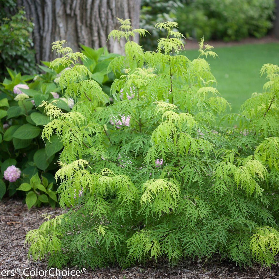 檸檬 Elderberry | Lemony Lace® | Proven Winners® Shrubs – Proven