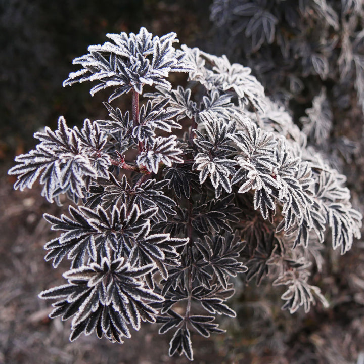 Laced Up® Elderberry (Sambucus nigra)