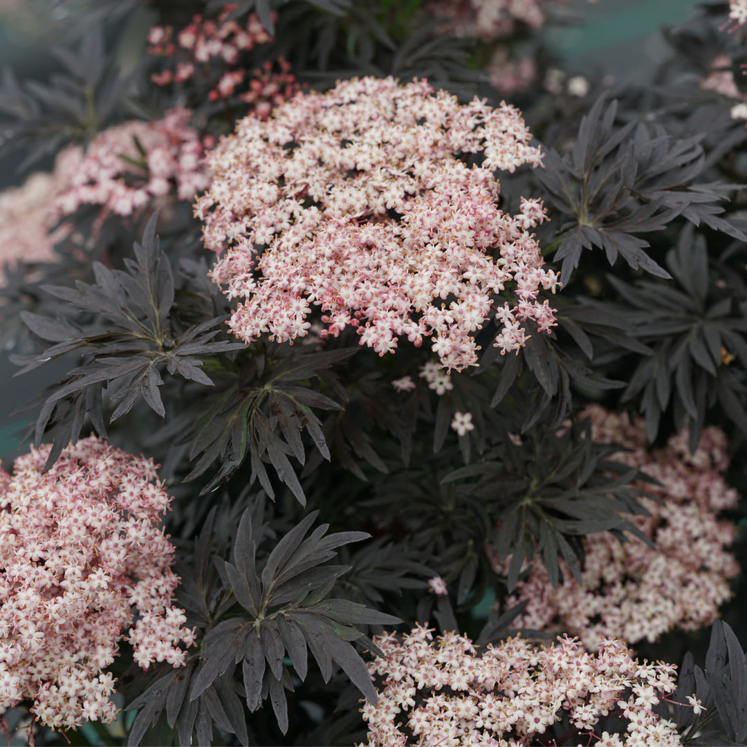 Laced Up® Elderberry (Sambucus nigra)