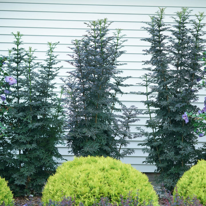Laced Up® Elderberry (Sambucus nigra)