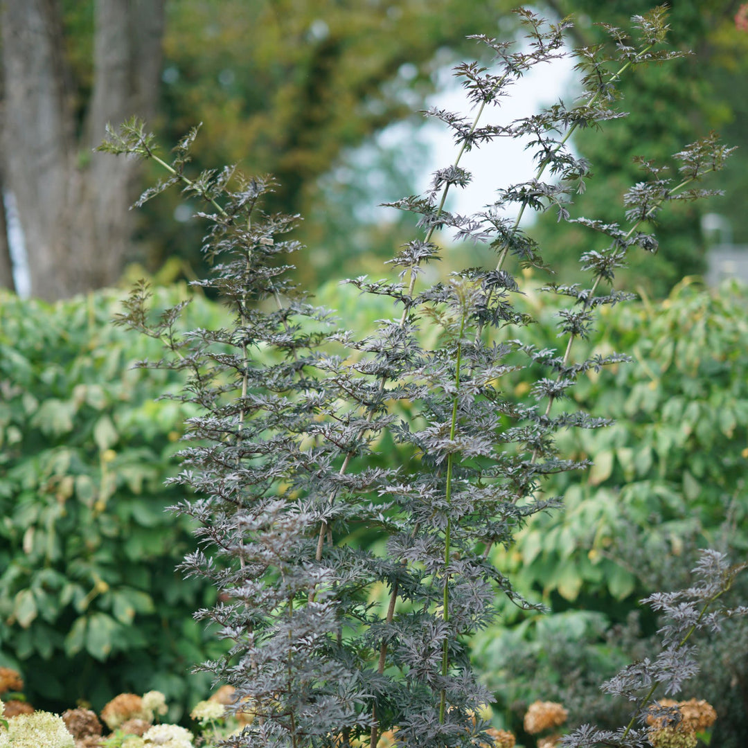 Laced Up® Elderberry (Sambucus nigra)