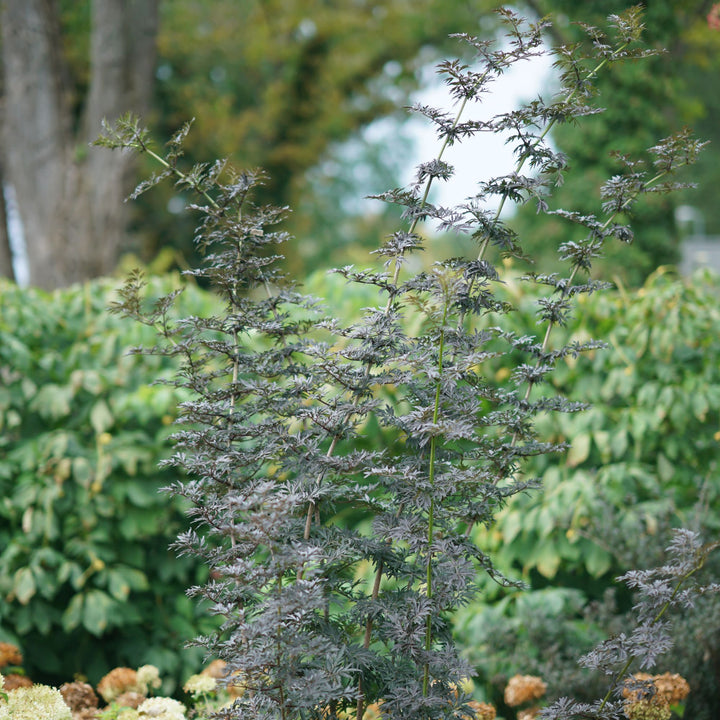 Laced Up® Elderberry (Sambucus nigra)