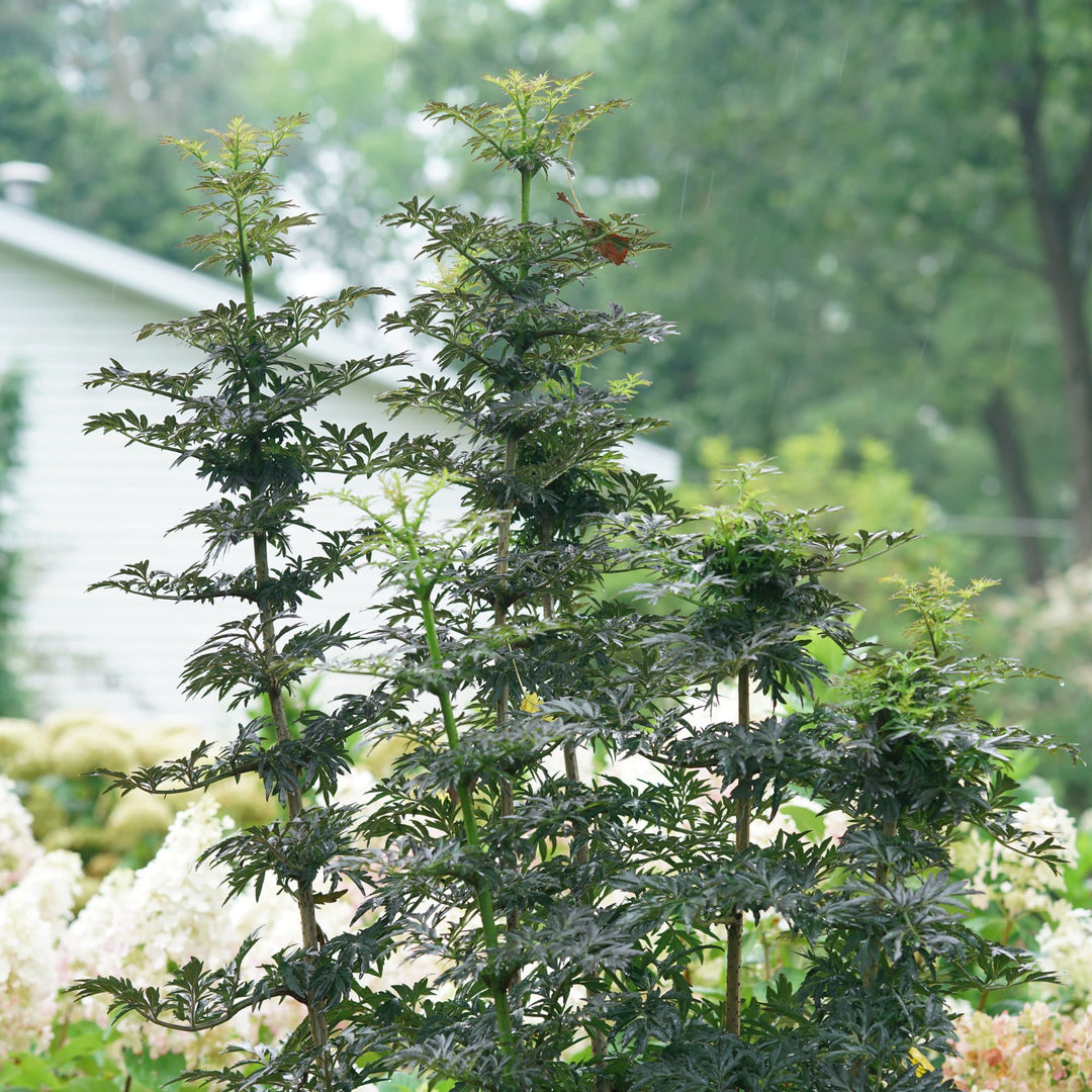 Laced Up® Elderberry (Sambucus nigra)