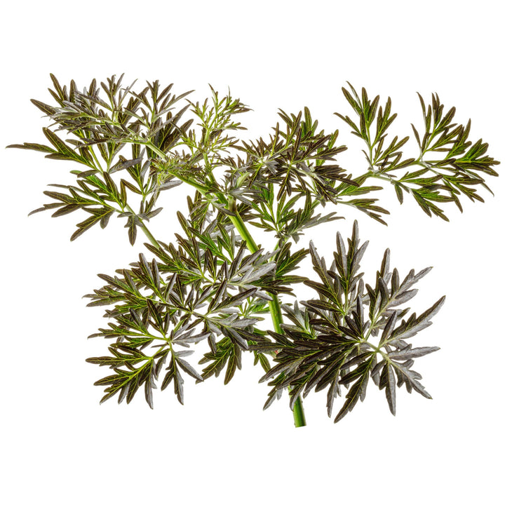 Laced Up® Elderberry (Sambucus nigra)