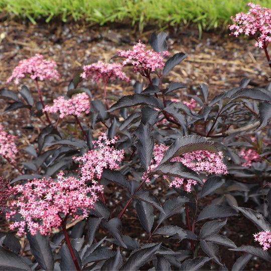 Pink Pony™ Elderberry (Sambucus nigra) | Proven Winners® New Variety 2027